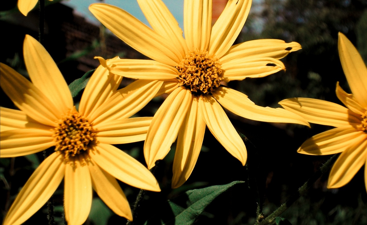 Цветки топинамбура 