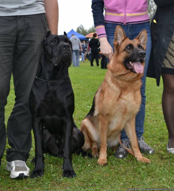 Яндекс картинки.