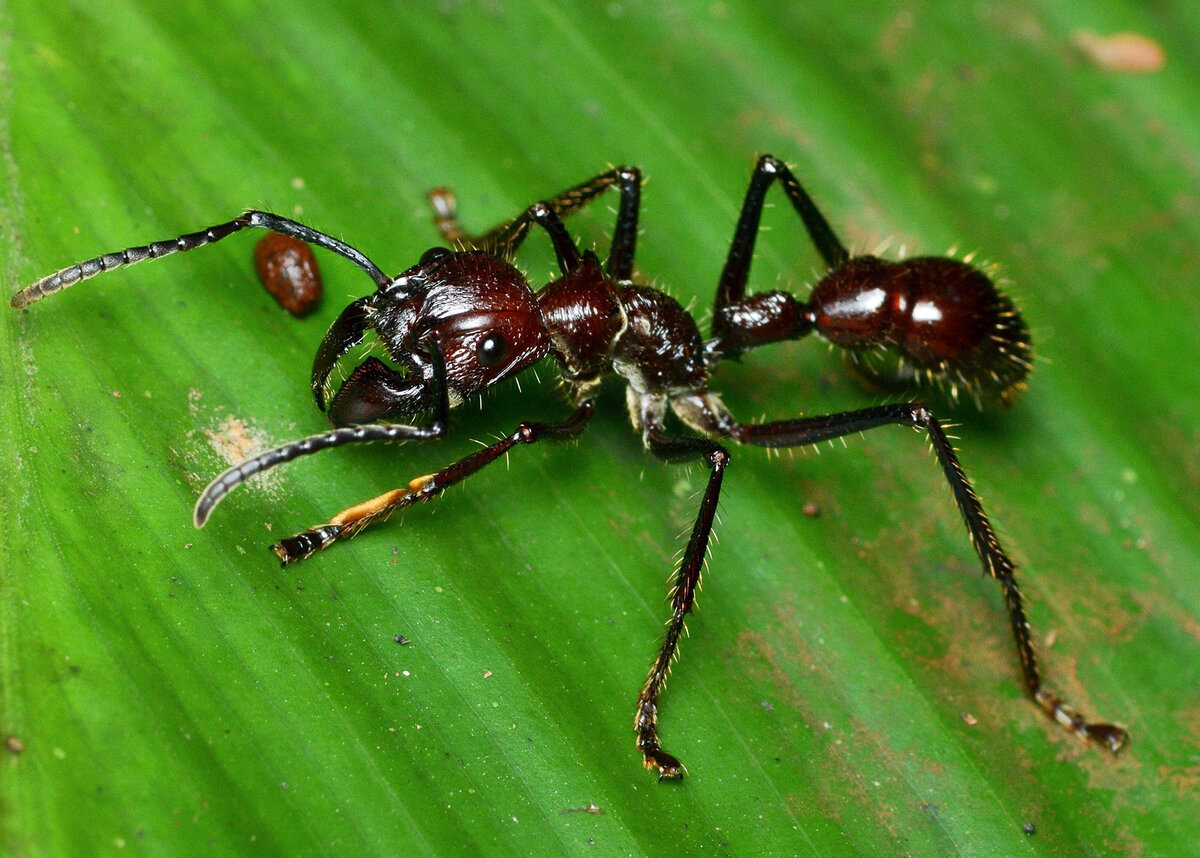 Огромныt муравьи вида Paraponera clavata (муравей-пуля) с Эквадора