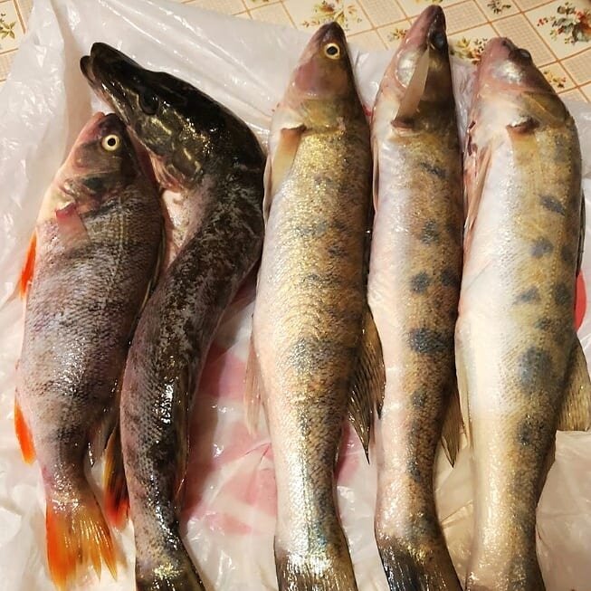 Автор фото рыбы - Людмила Осипова. 