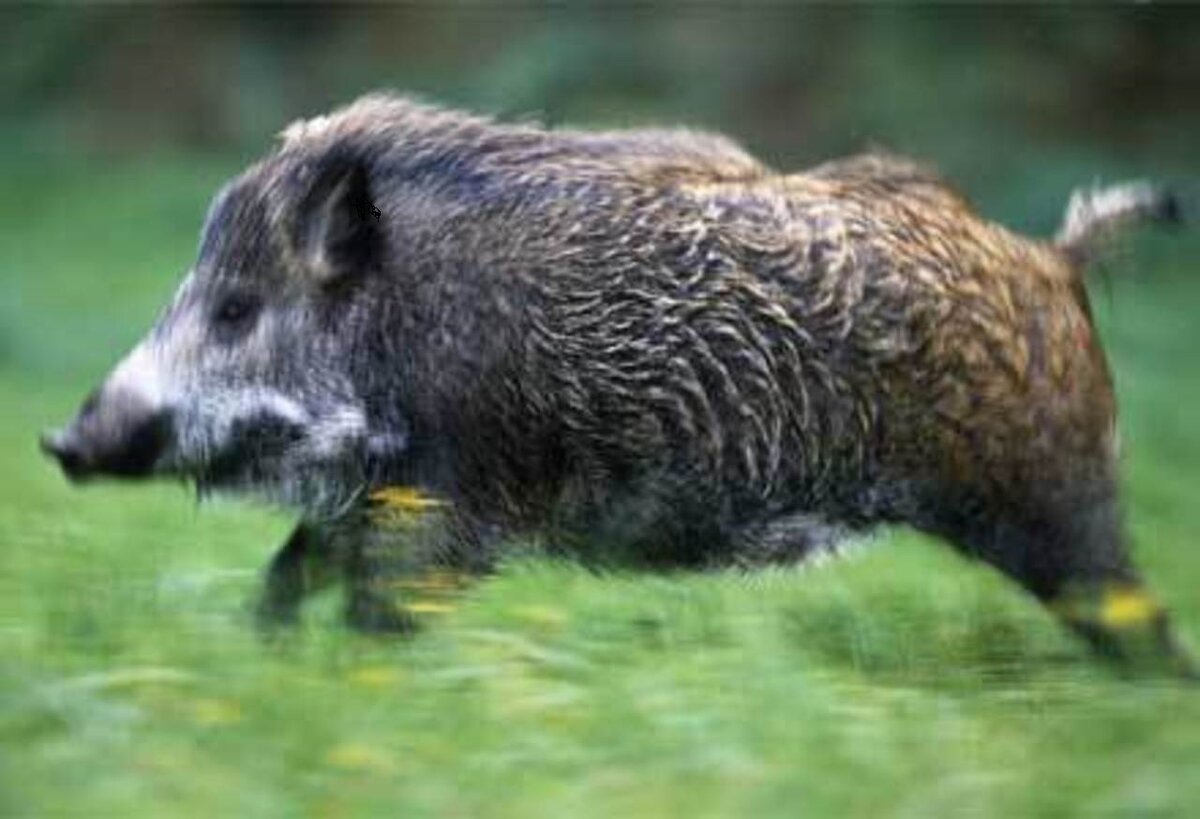 фото из открытого источника