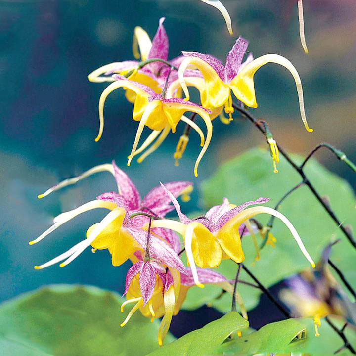 Аквилегия розовая королева. Фуксия polar. Flavescens 'la rocaille. Эльф растение. Растения эльфов.