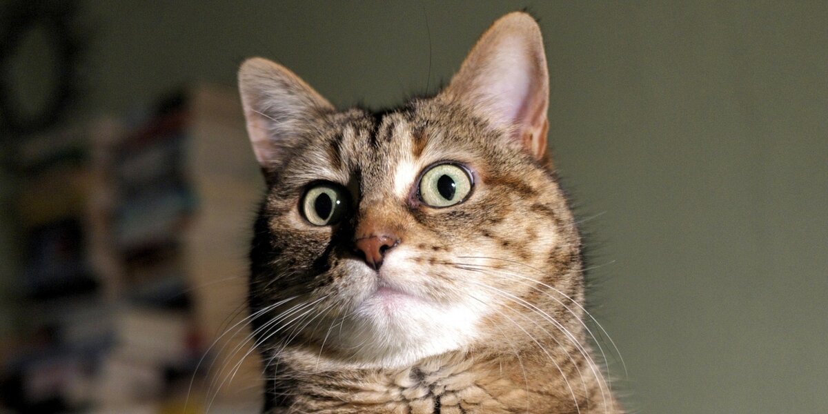 Источник: Яндекс Картинки.