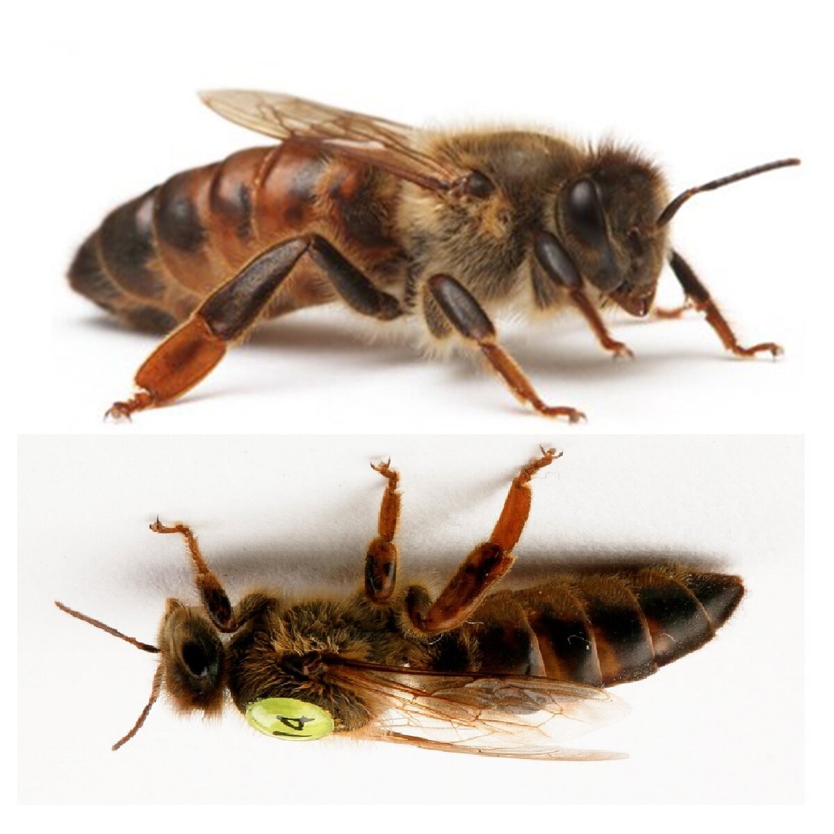Лучшая порода пчел 2021: выбор пчеловодов
