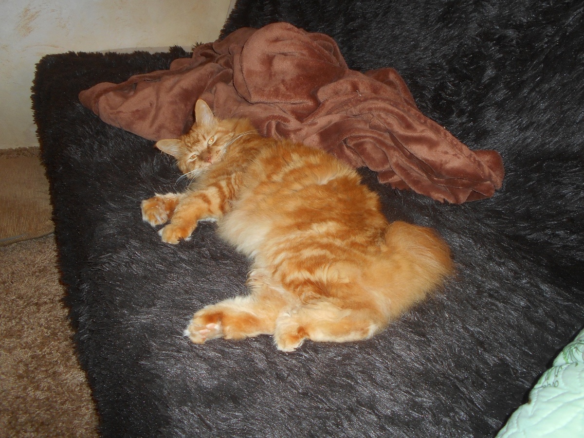 приминаю диван