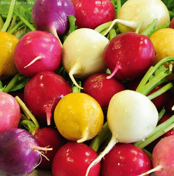 фото с сайта ok.ru