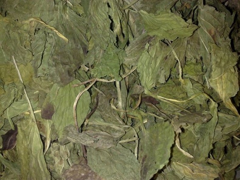 Сушёные листья подорожника