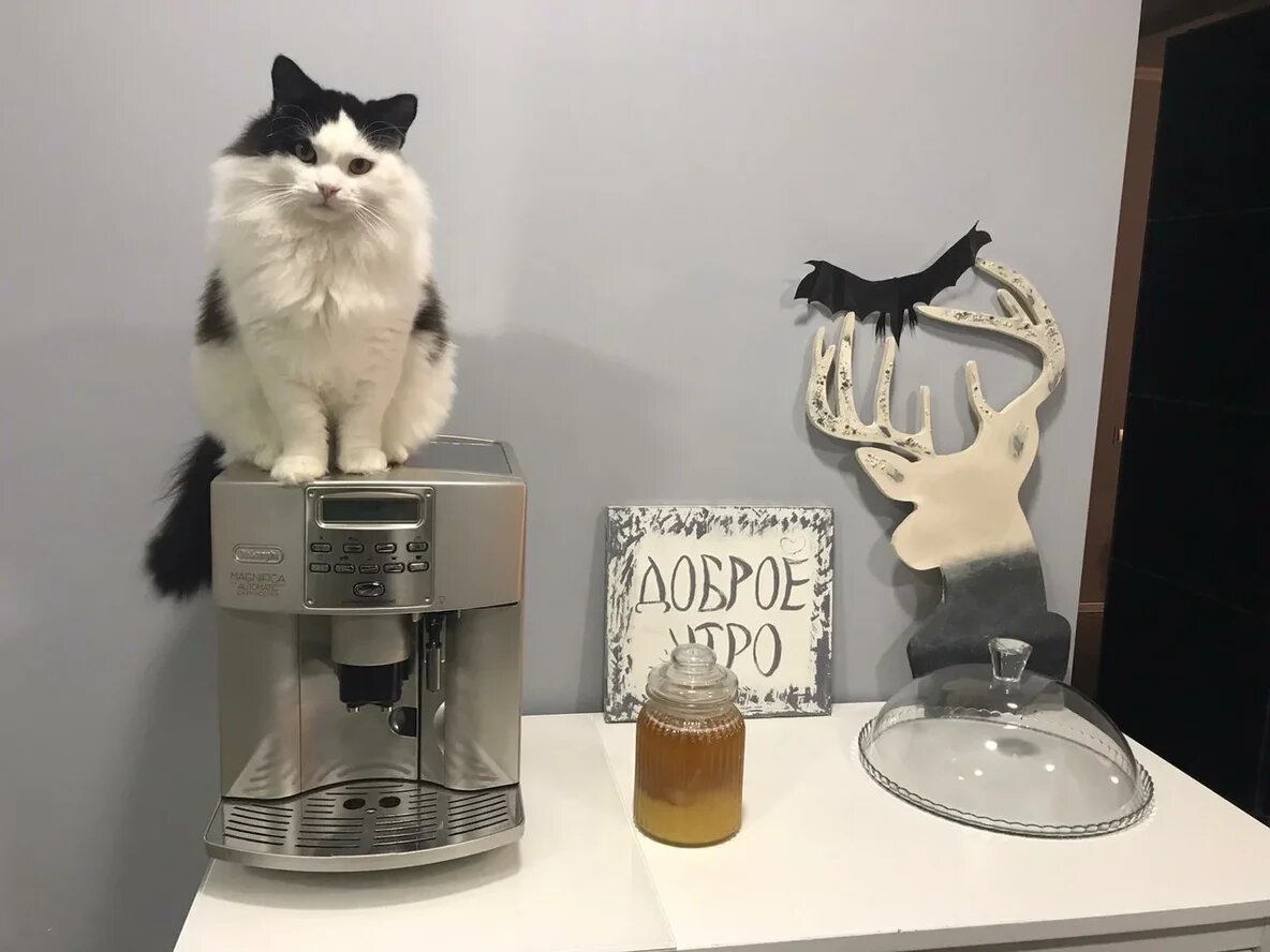 Наш кот