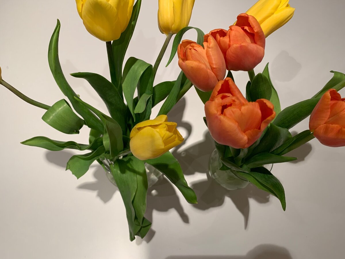 Срезанные цветы. Как продлить жизнь тюльпанам в воде. Как продлить жизнь цветов в вазе. Продлить жизнь цветам в вазе. Как продлить жизнь тюльпанам в воде.