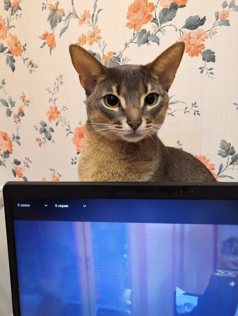 Фото автора канала «О котиках»