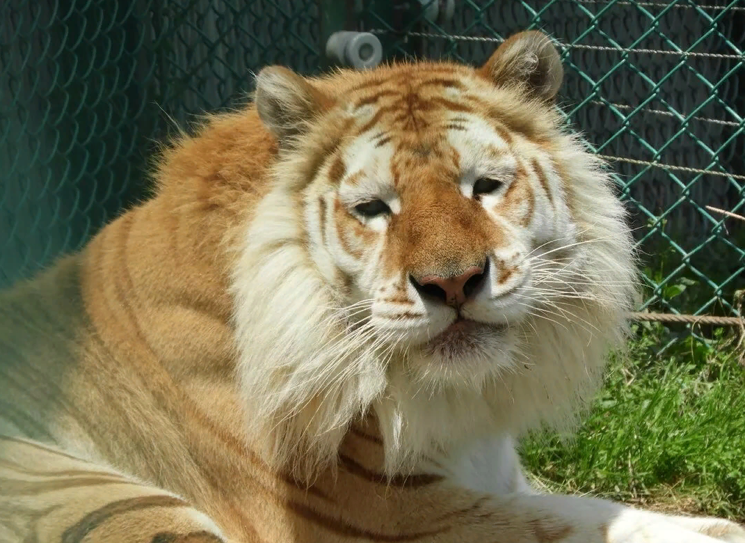 Источник: https://zoolog.guru