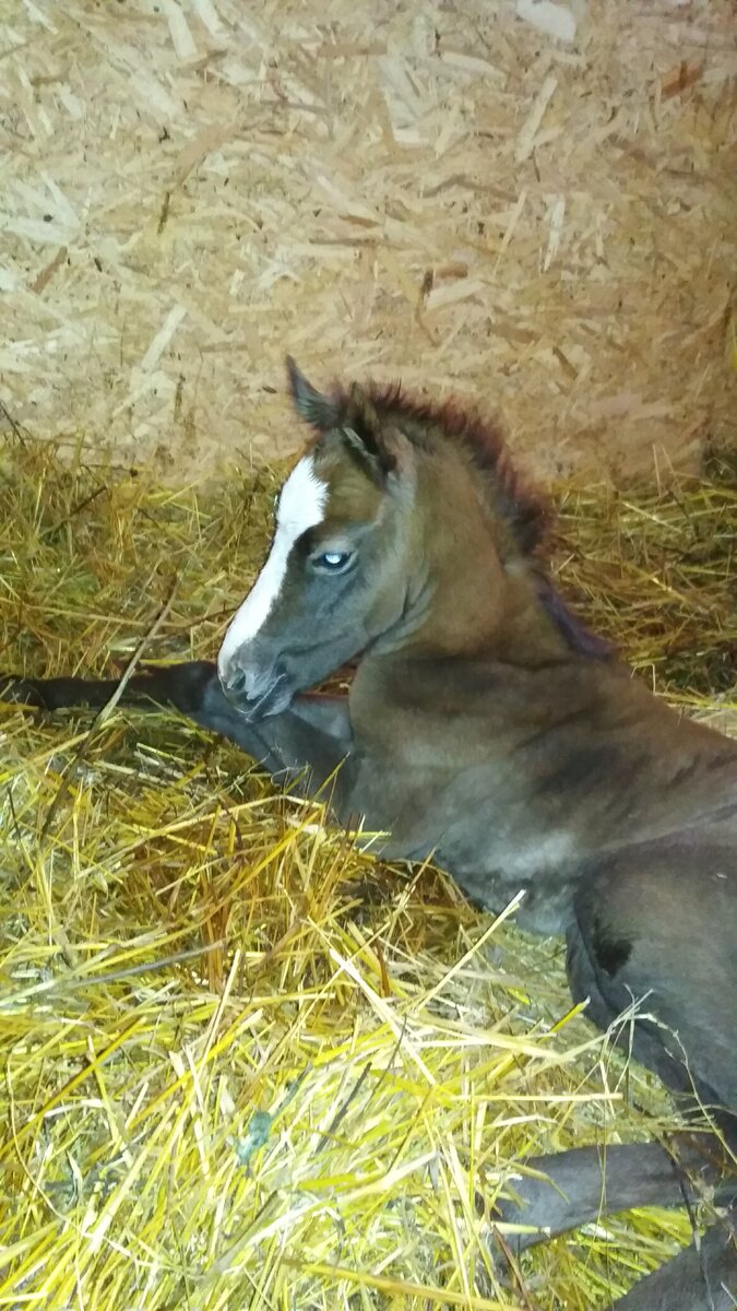 Уже обсохшая, новорожденная кобылка, после первого прикладывания к вымени