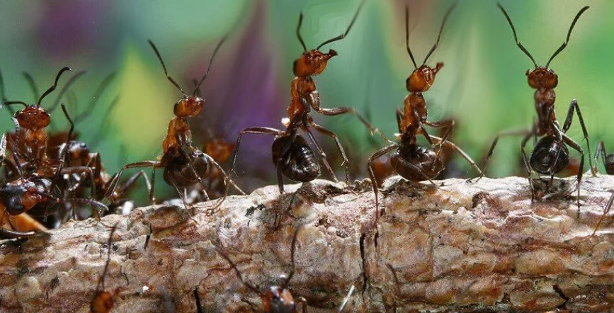 муравьи на марше