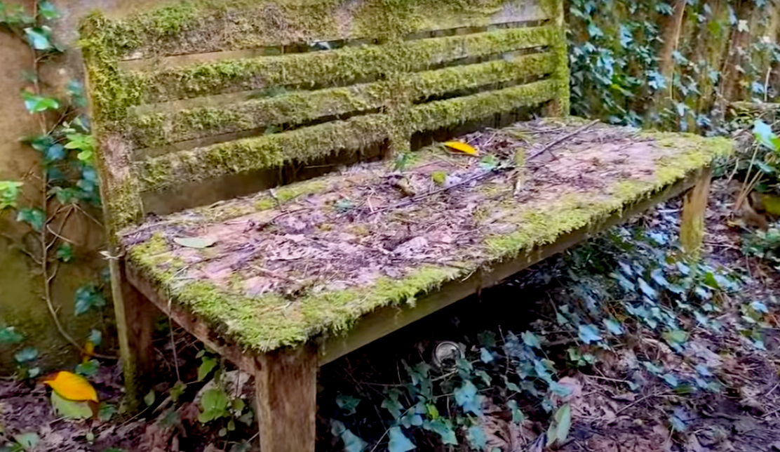 лавка во мху