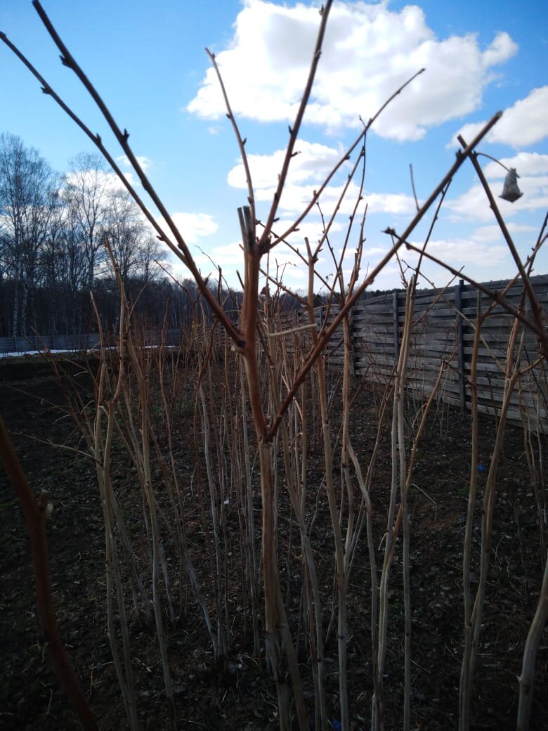 Второй этап обрезки весной. 