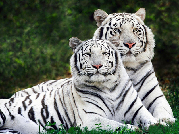 Несколько интересных фактов о редких , белых тиграх.