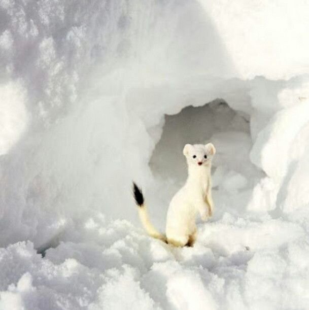 Источник: Яндекс Картинки 