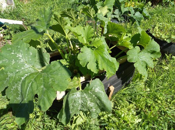 мой маленький парничок