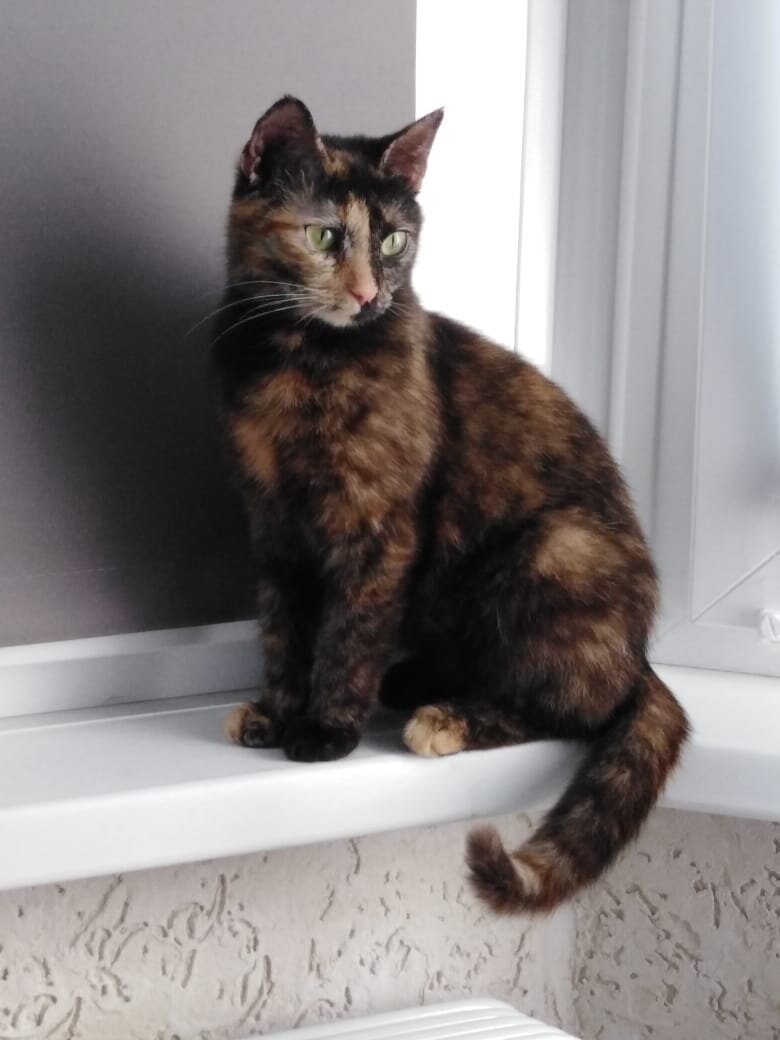 Кошка Таня-Фаня дома. Источник: зоопансионат "Альма", г. Воронеж.