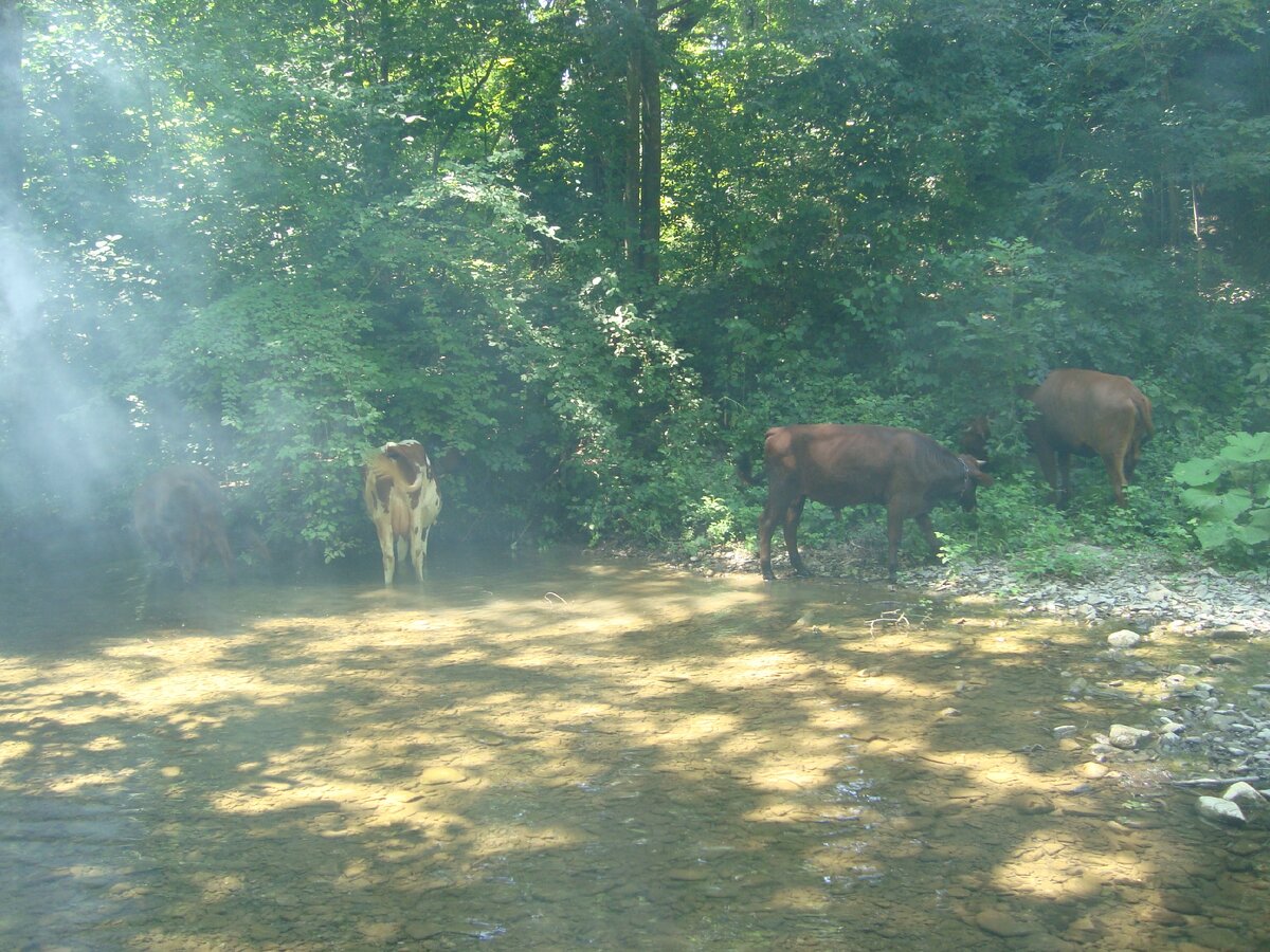 Коровы из станицы Ставропольская