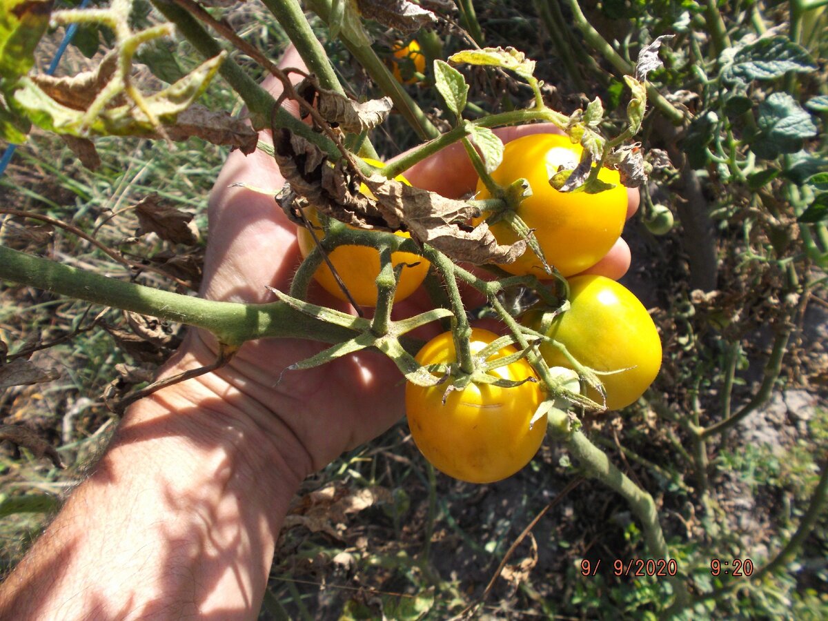 Плоды помидора Де Барао могут быть довольно крупными