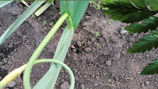 Стрелки озимого чеснока 10 июня 2021 г