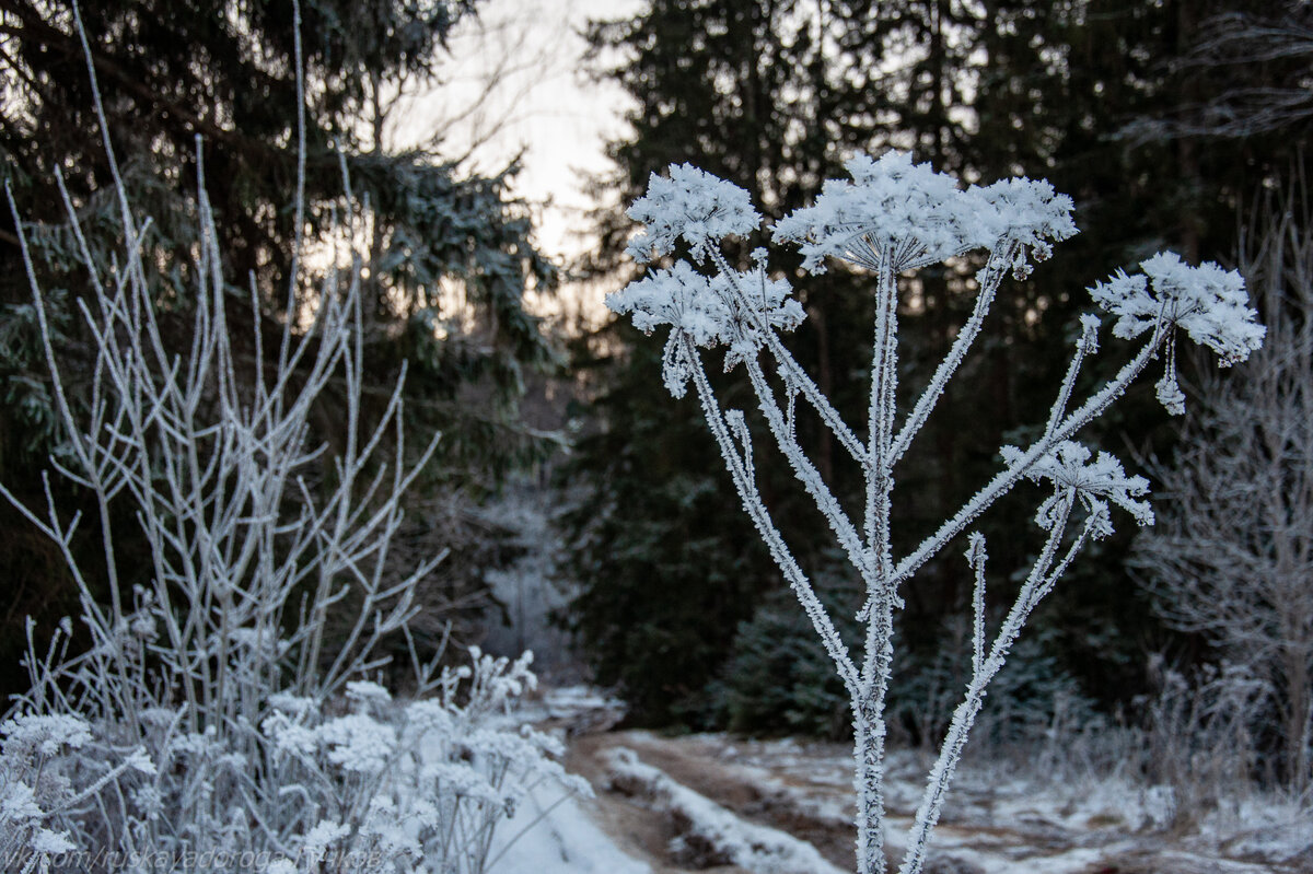 зимой на обочине дороги можно увидеть такую красоту