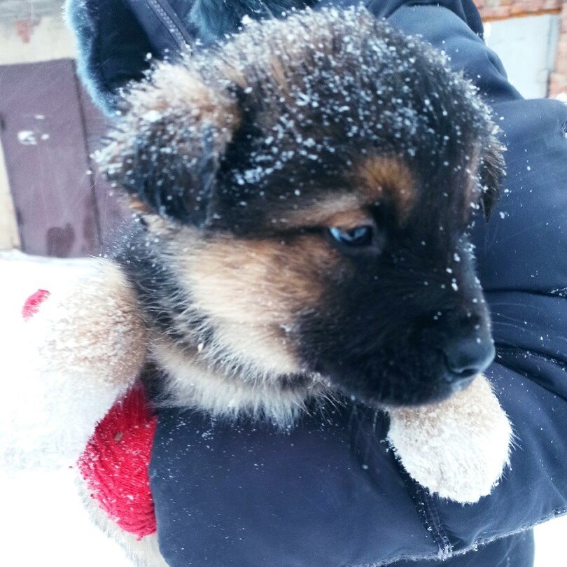 мальчик одуванчик