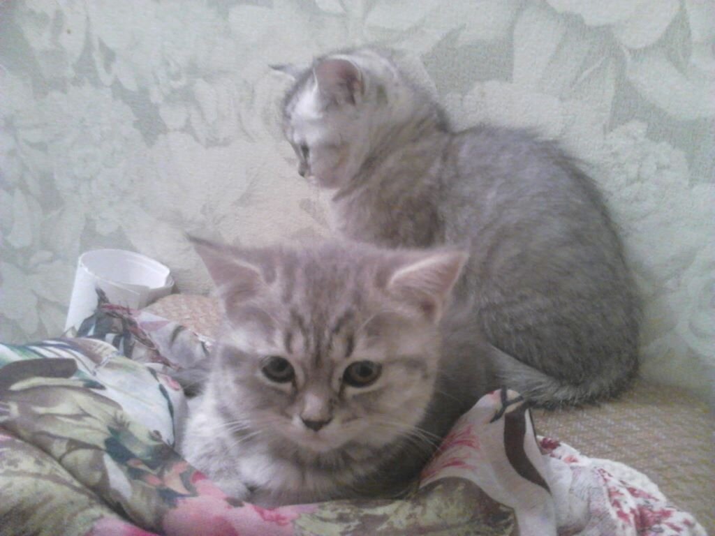 Кажется, что даже ошки могут обижаться