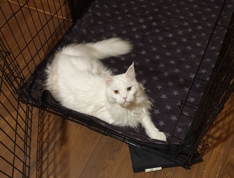 котикам, кстати, тоже понравилось