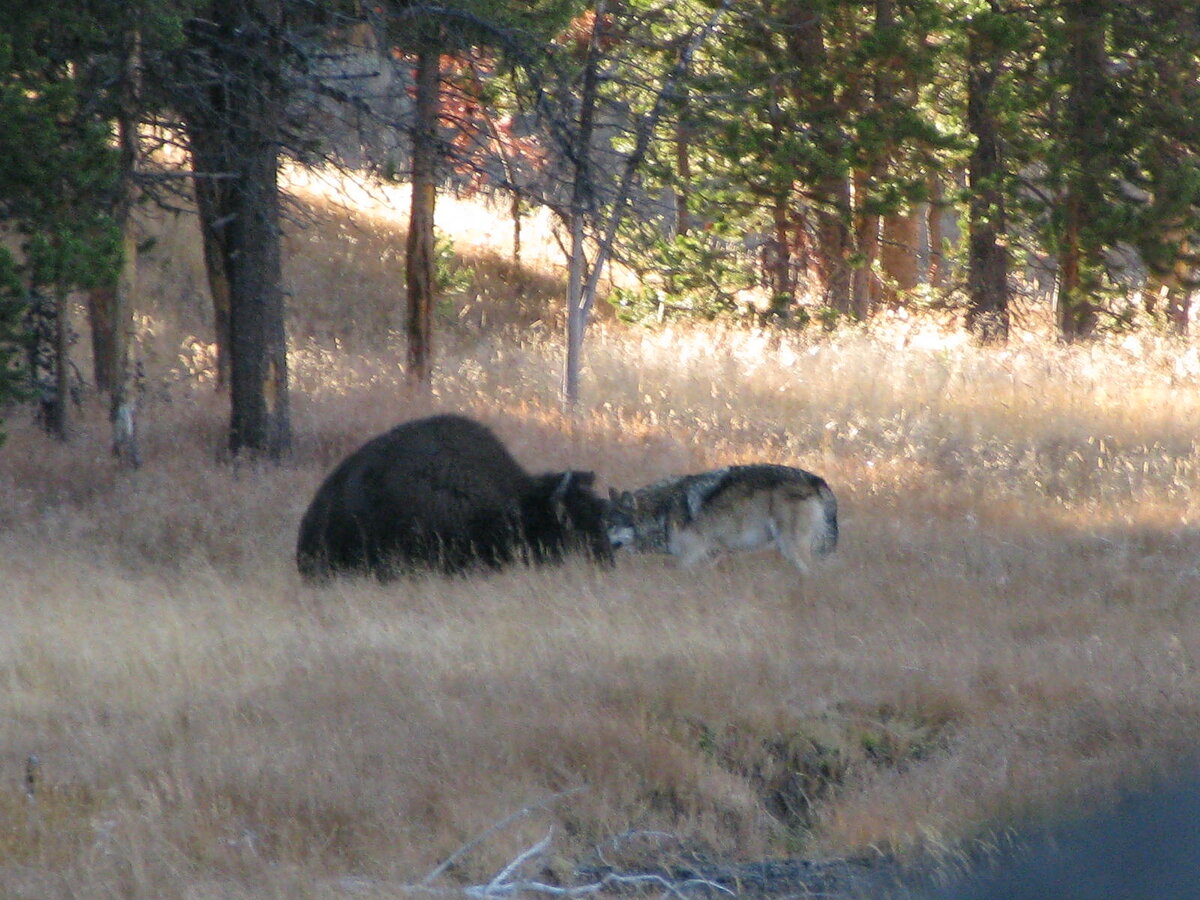 Волк выбирает подходящие моменты и идет в атаку, пытаясь измотать свою жертву.