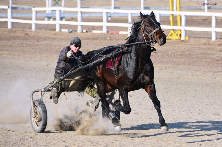 Рысистые бега чебоксары. Повелитель хан орловский рысак. Состязание рысаков. Состязание рысаков. Ипподромные состязания 5.