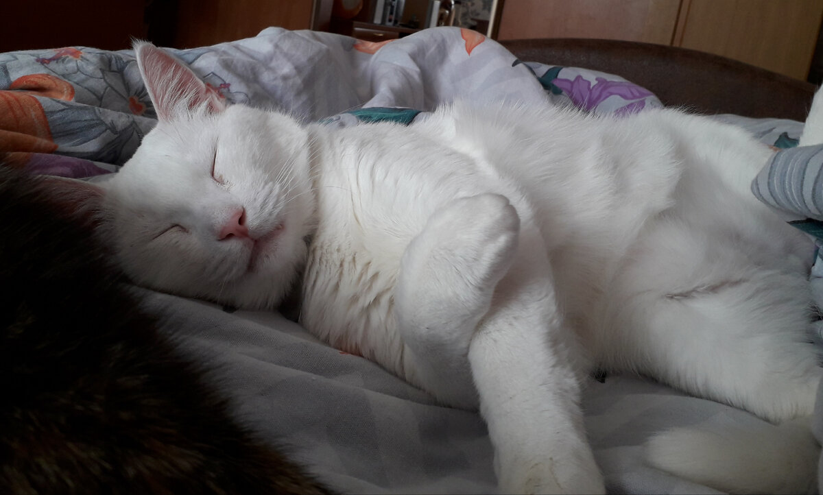 Спать изволят...