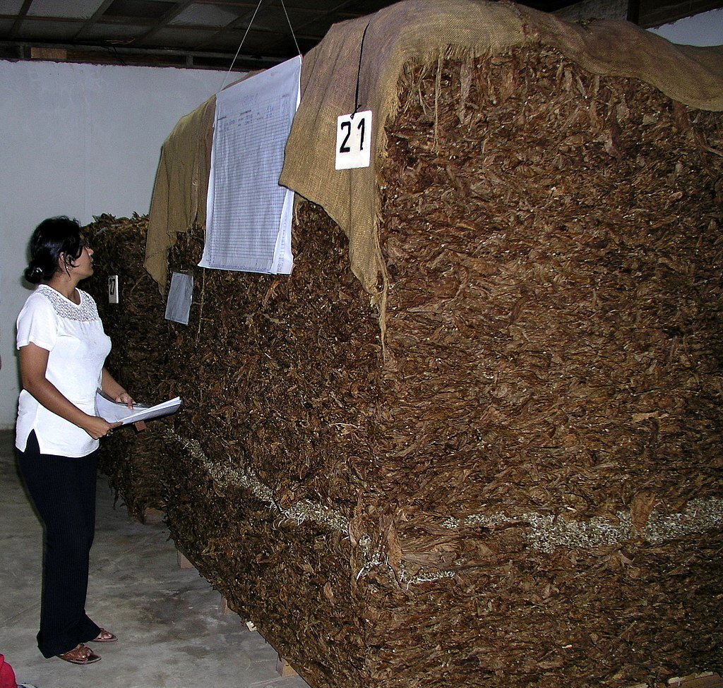 Автор: JYB Devot - собственная работа, CC BY-SA 4.0, https://commons.wikimedia.org/w/index.php?curid=74271217. Ферментация табака в пилонах. Вьетнам