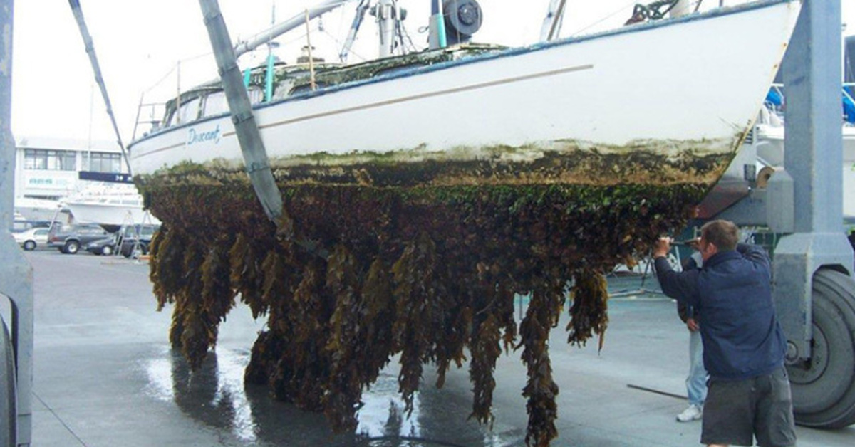 Примерно с такой же растительностью я приезжаю домой после отпуска. 
