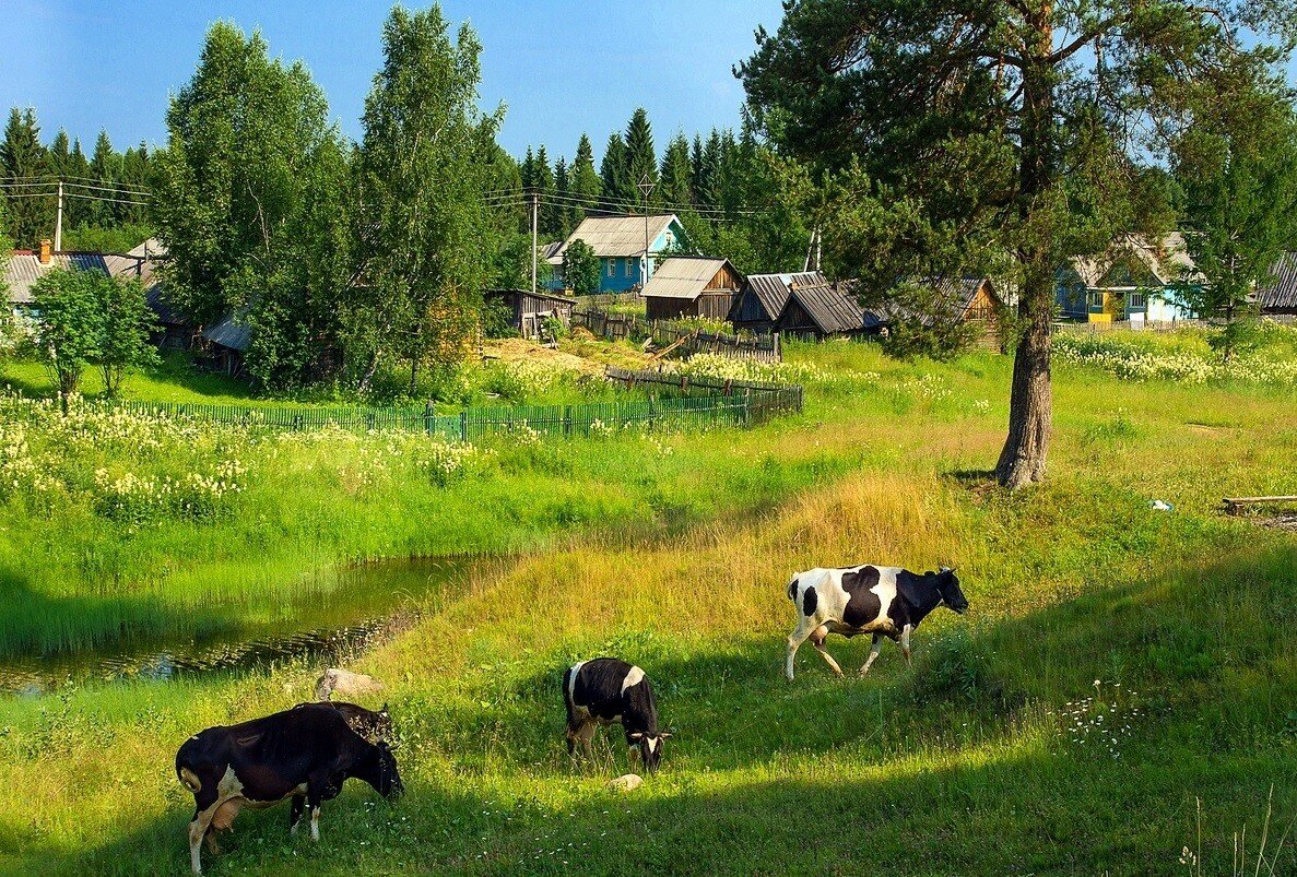 Картинки в деревне