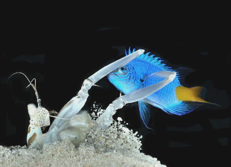 Рак-богомол хвататель сейчас вкусно потрапезничает