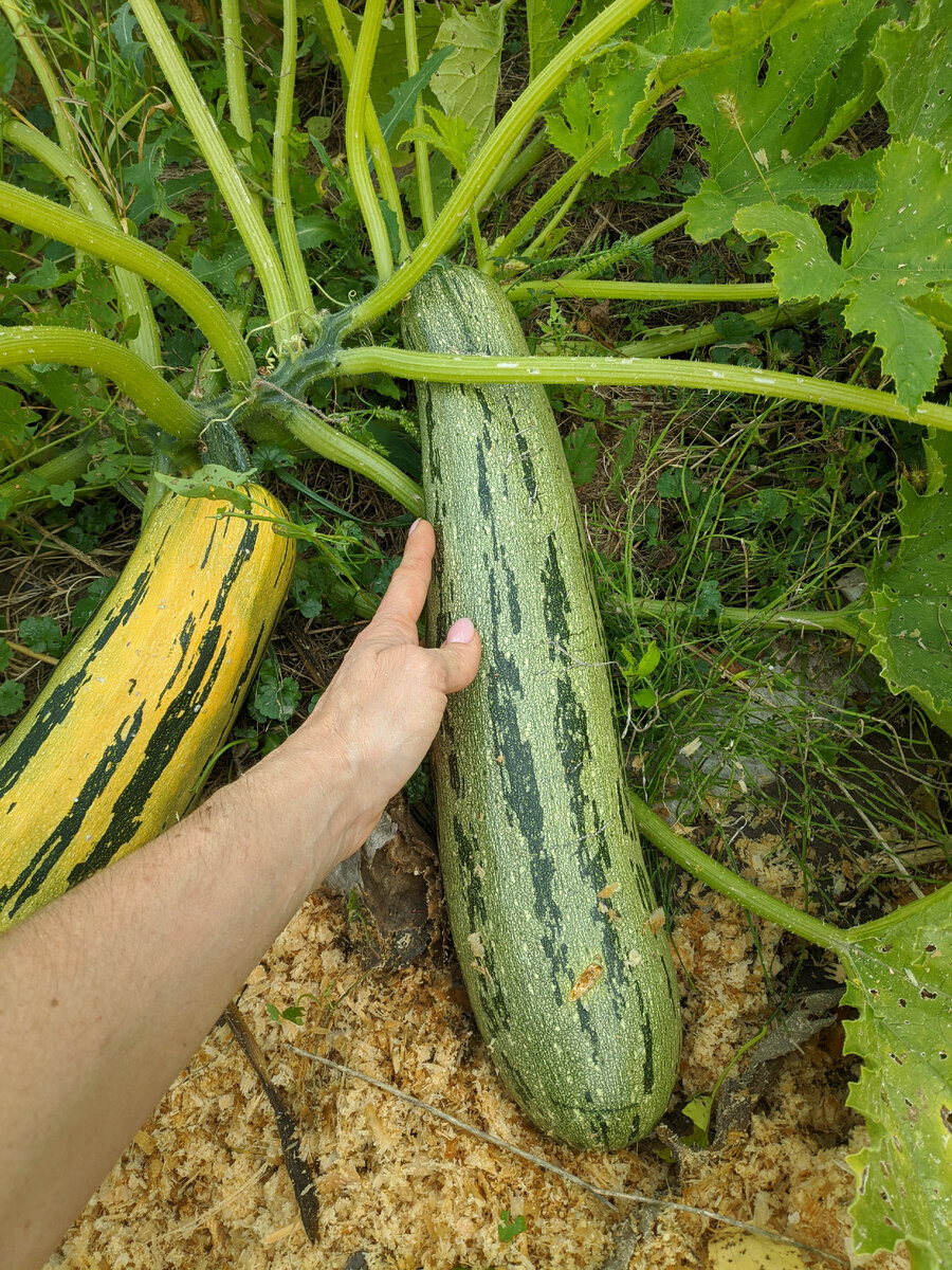 Выращивать ли кабачки до таких оковалков - решайте сами. Я летом предпочитаю срывать их в более юном возрасте. А ближе к осени отращиваю "поросят" для закладки на зимнее хранение. Фото автора