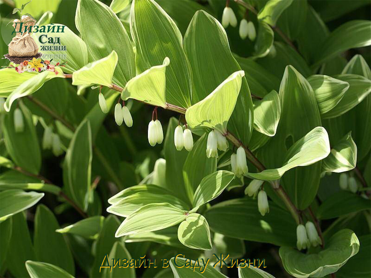 Купена серповидная