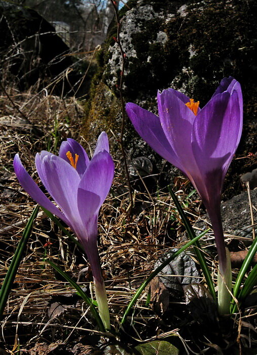 Самые ранние крокусы - крупные фиолетовые. Вид не определен.