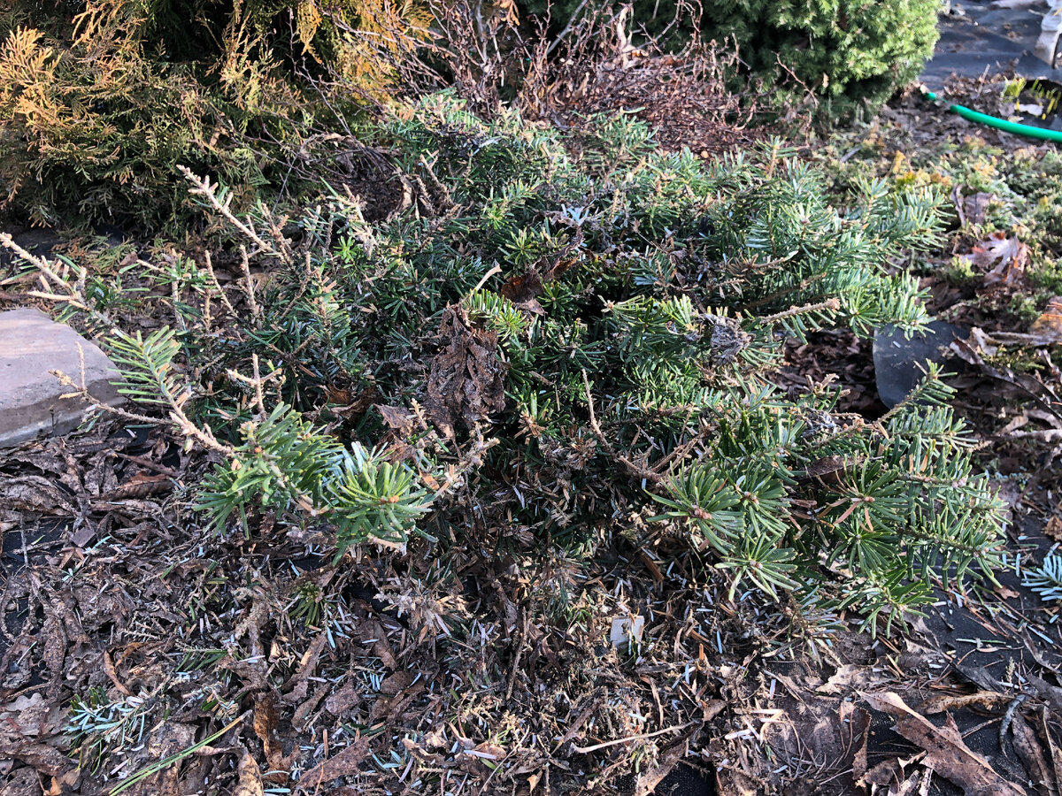 Abies koreana Tundra - осталось чуть больше половины