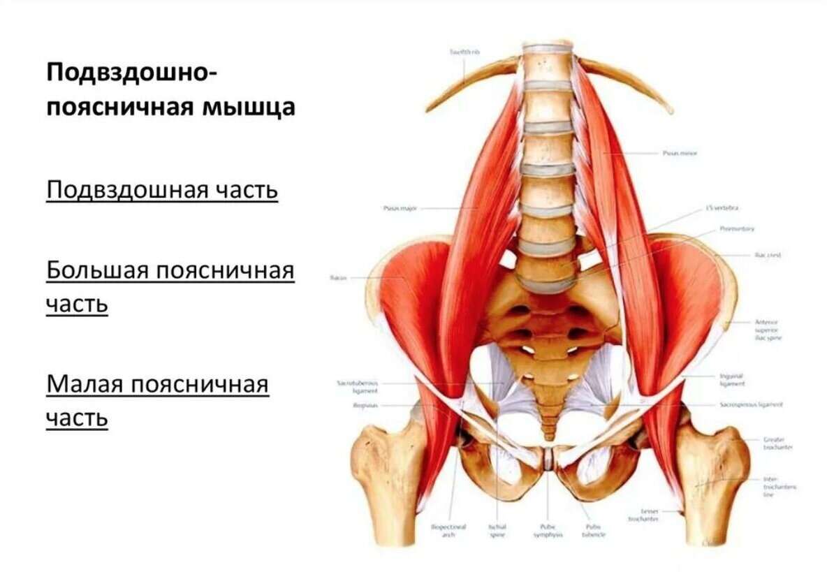 Поясничная мышца фото