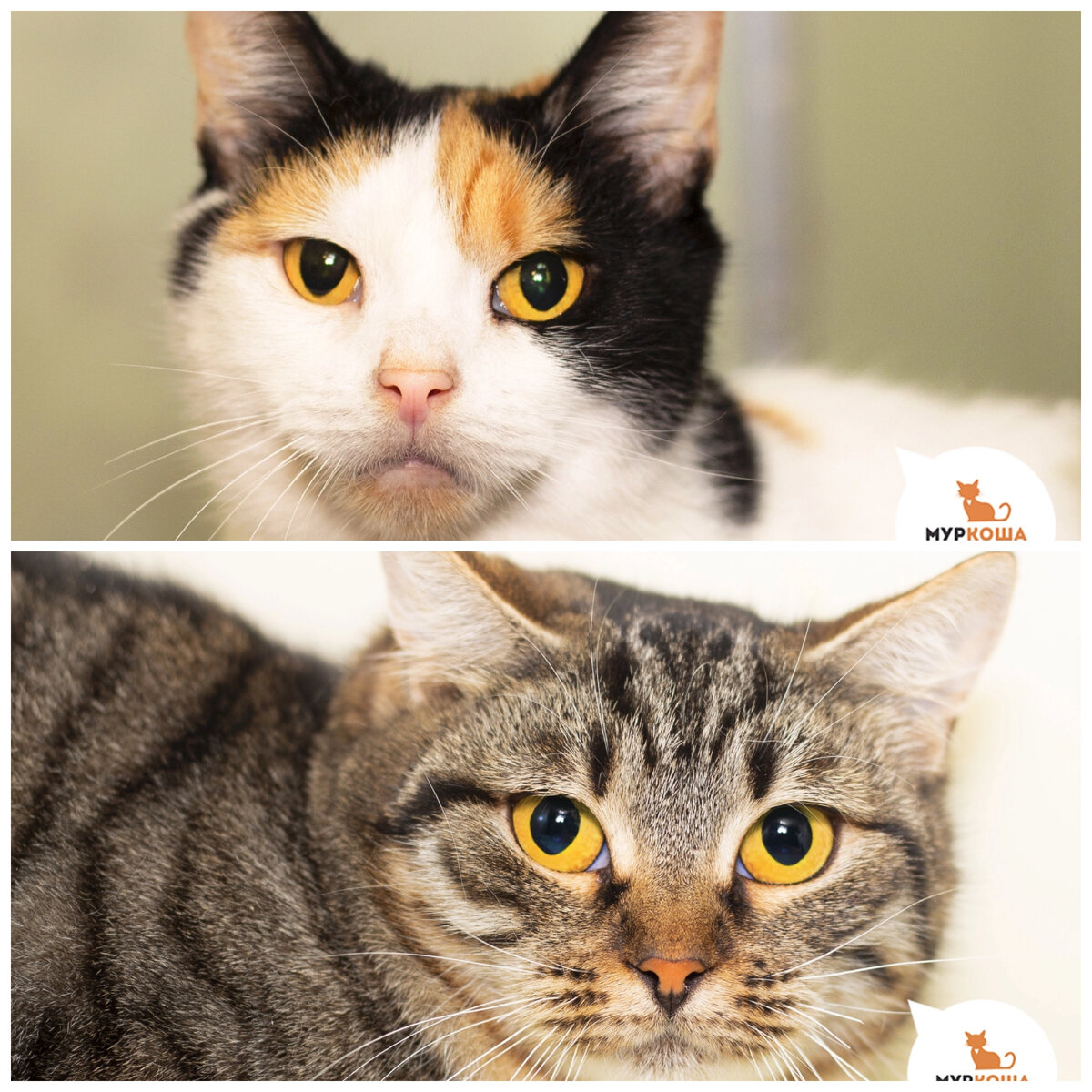 Кошечка Эсмина и ее дочка Киза.