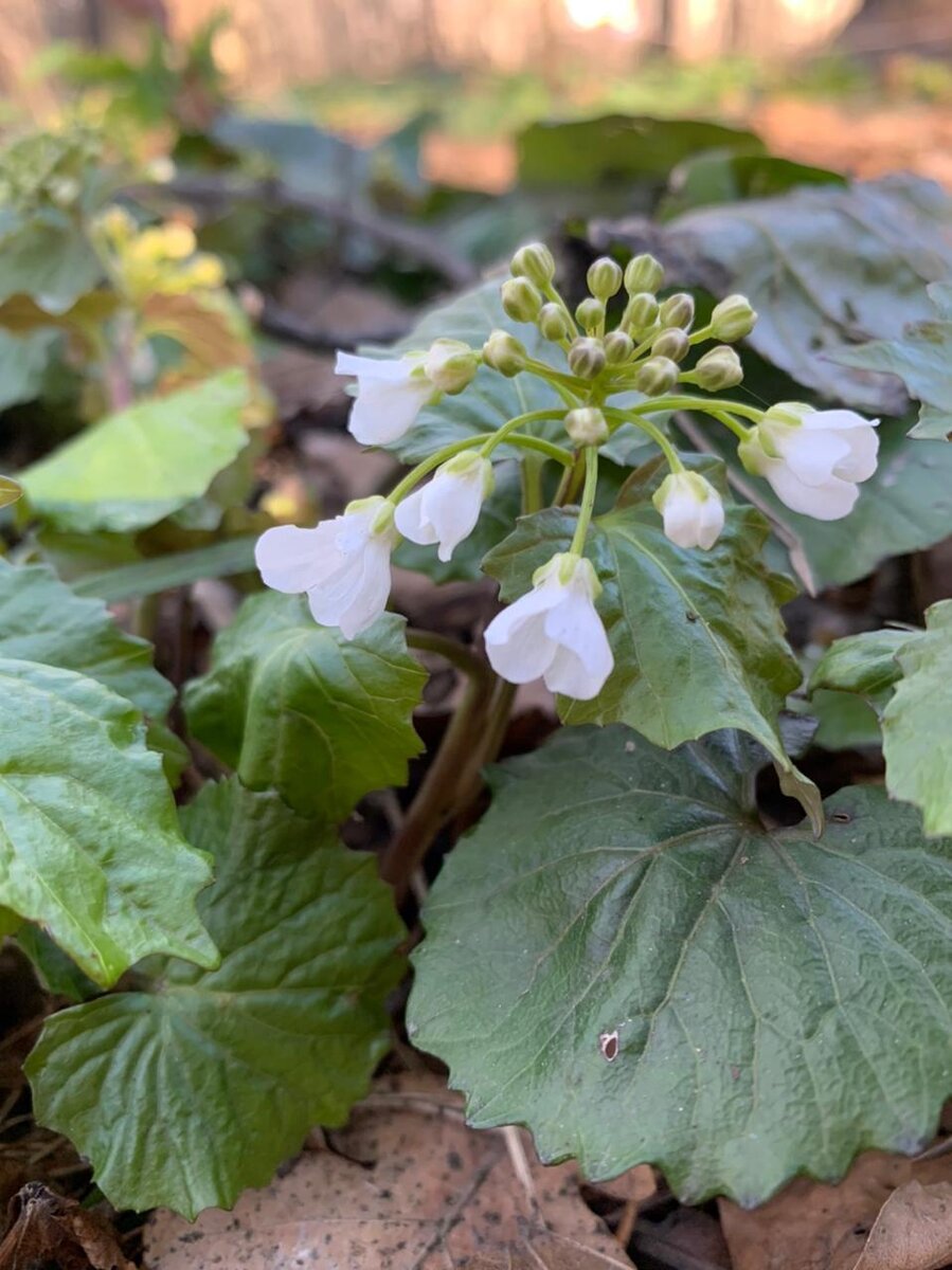 Толстостенка крупнолистная (Pachyphragma macrophyllum (Hoffm.) N.Busch)