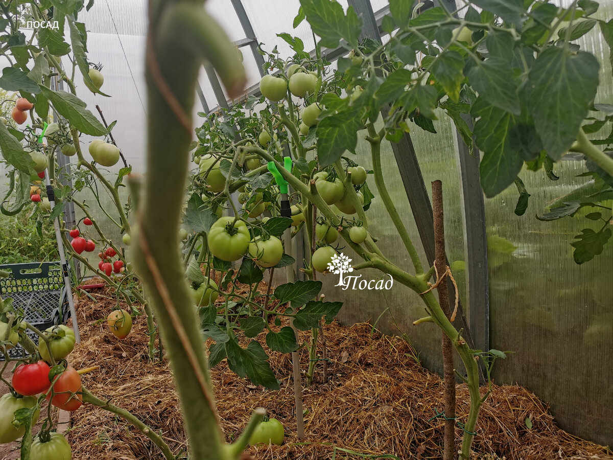 Всё, что нужно знать о формировании помидоров для максимального урожая
