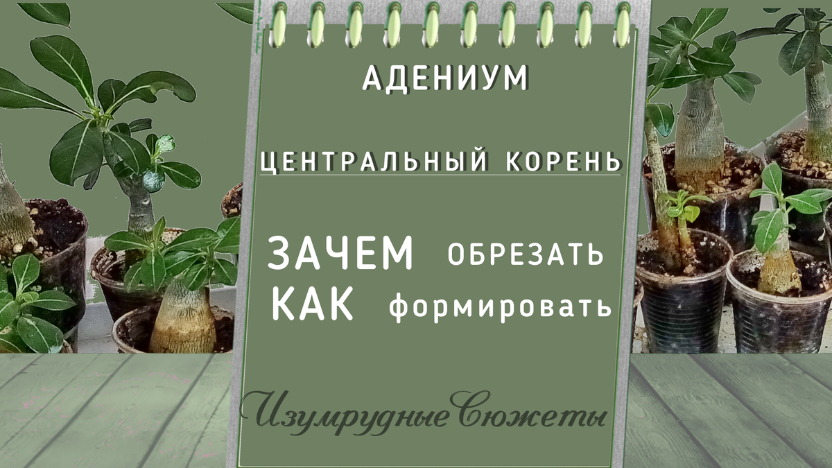 Адениум. Центральный Корень. Как формировать и зачем обрезать ? |  Изумрудные Сюжеты | Дзен