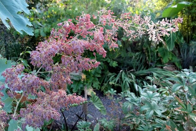 маклейя сердцевидная