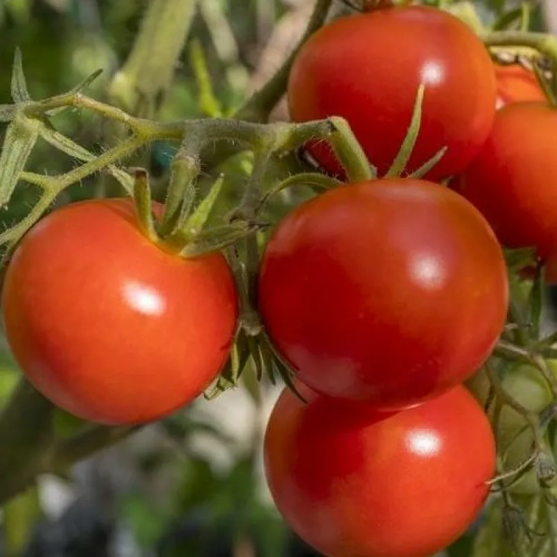 Какова красота? ЕСли учесть что это будет недели через две