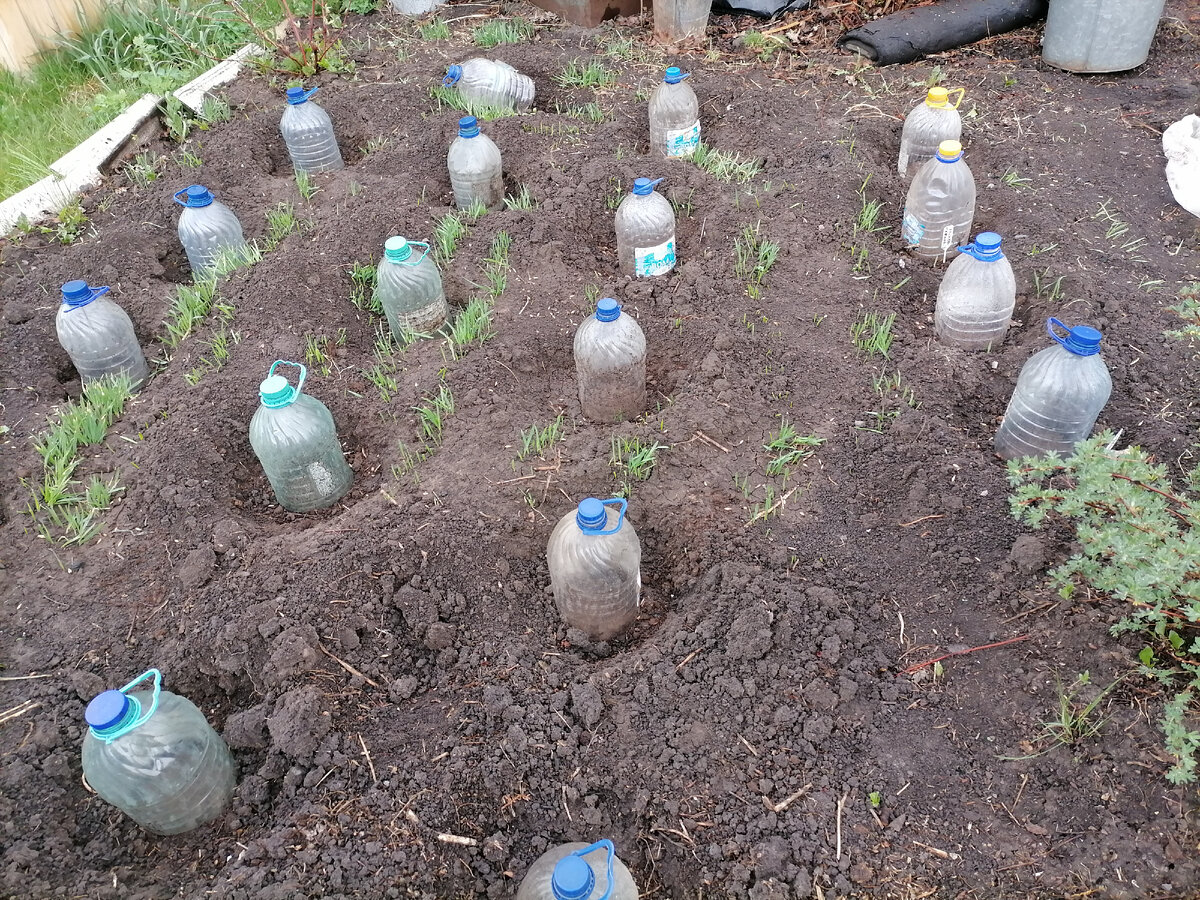 Мой сынок с юмором - увидев эту фотографию, спросил: это что - инкубатор для чужих? Если кто не знает - фильм "Чужой" - типа ужастик. А на самом деле это рассадник для капусты