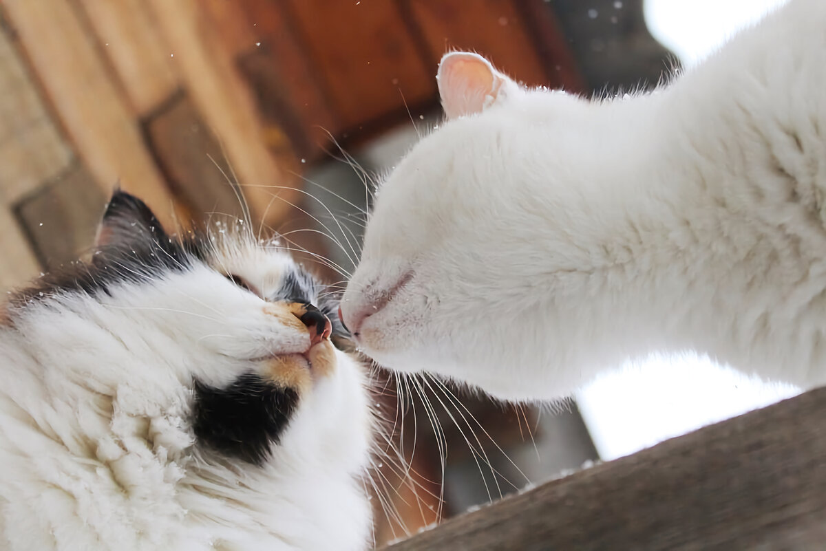 Как деревенские коты и кошки общаются между собой | Приключения натуралиста  | Дзен